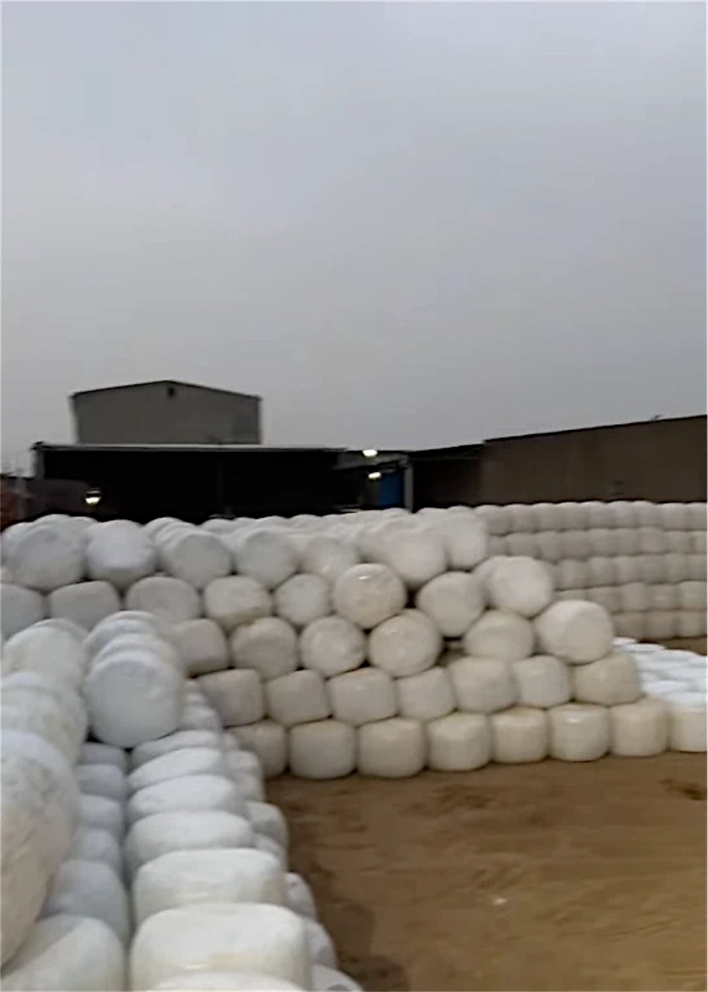 Long rows of wrapped bales ready for sale
