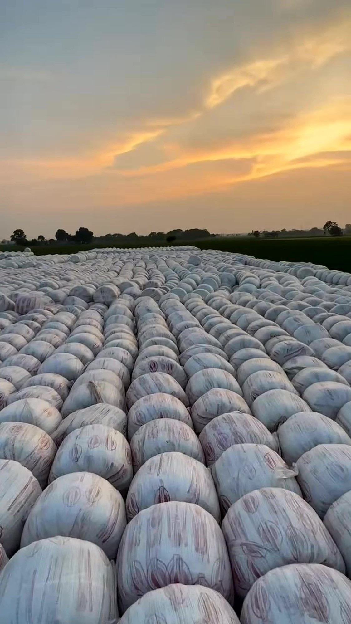 Long rows of wrapped Sardar Silage bales stretching to the horizon under a golden sunset sky