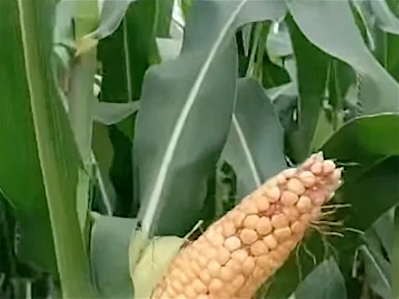 Maize growing on Sardar Silage farmland