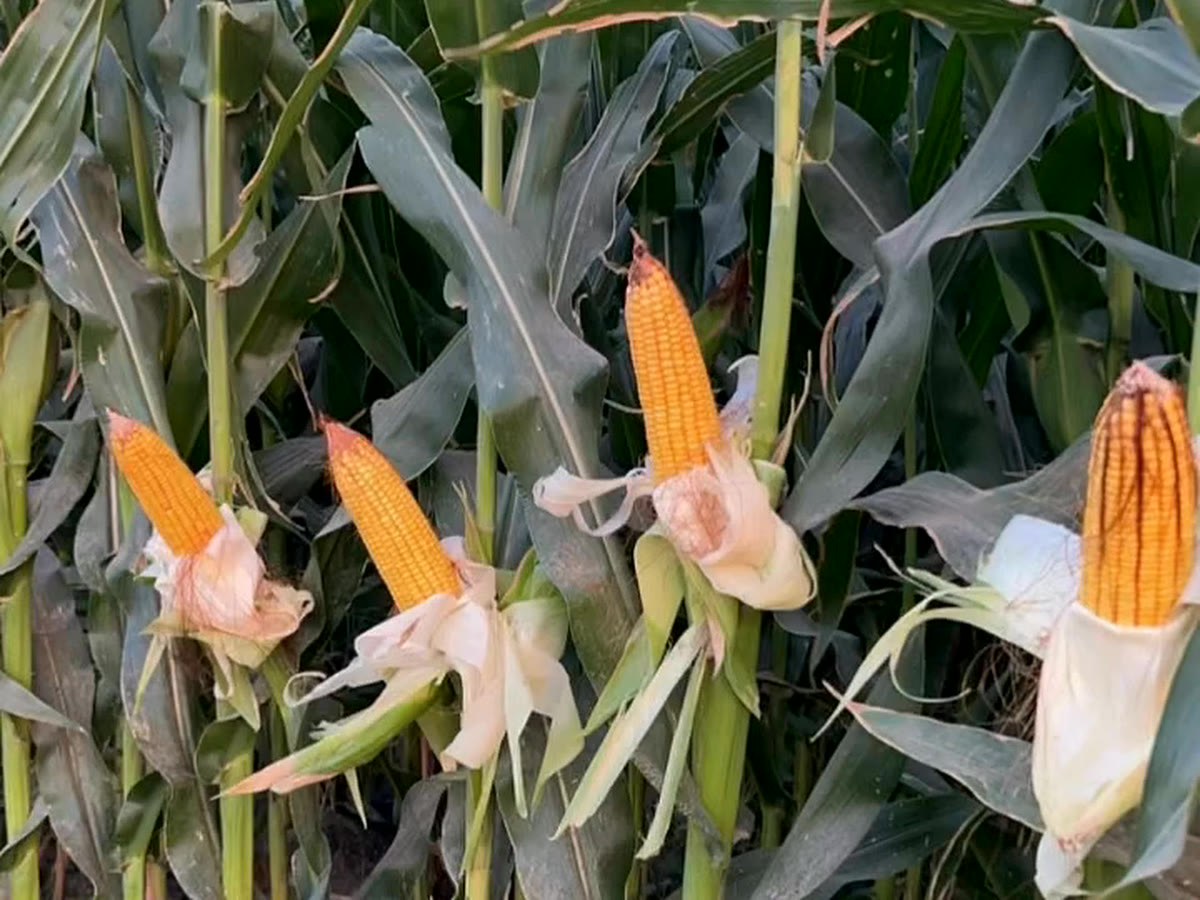Ripe maize cobs on the plants at harvest