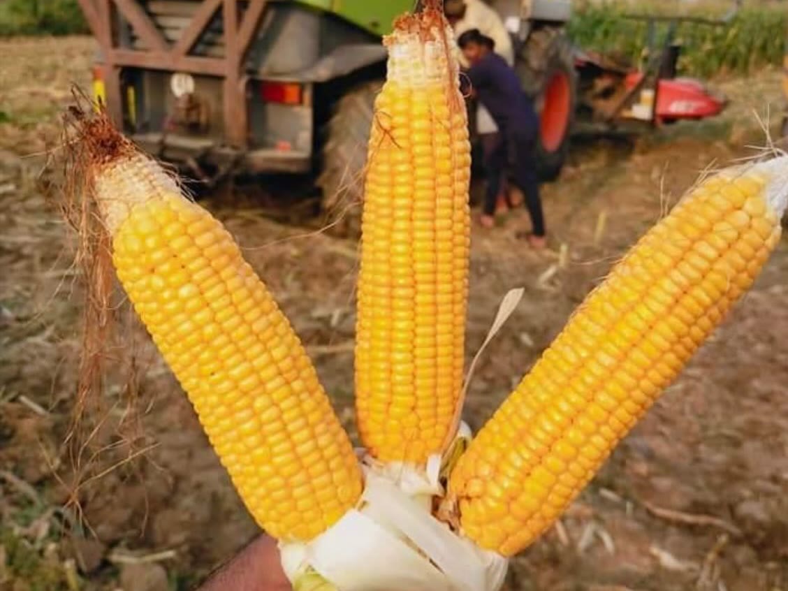 Ripe maize cobs from our own fields