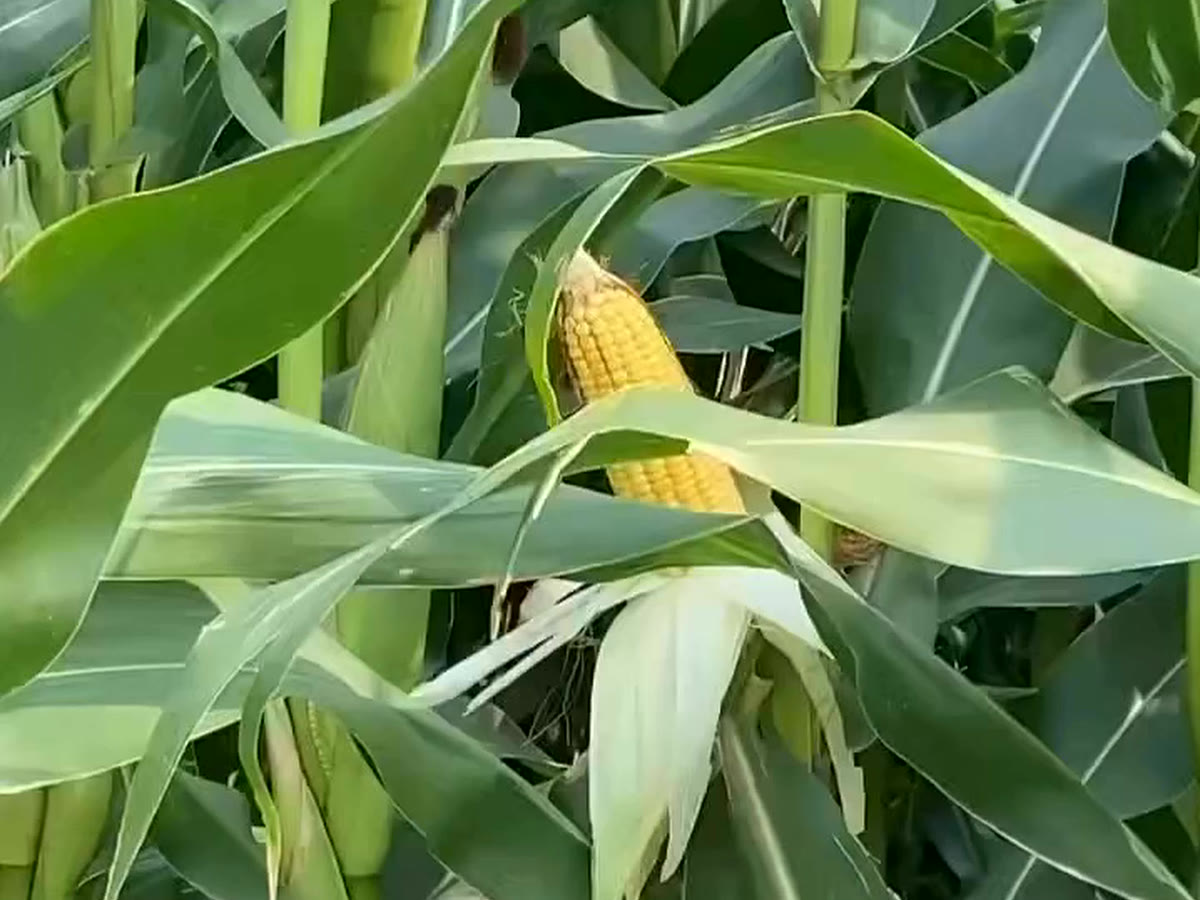 A ripe maize cob on a tall green plant, growing on Sardar Silage farmland