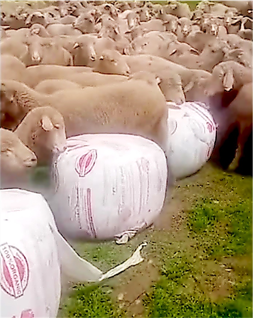 Sheep feeding from opened Sardar silage bales