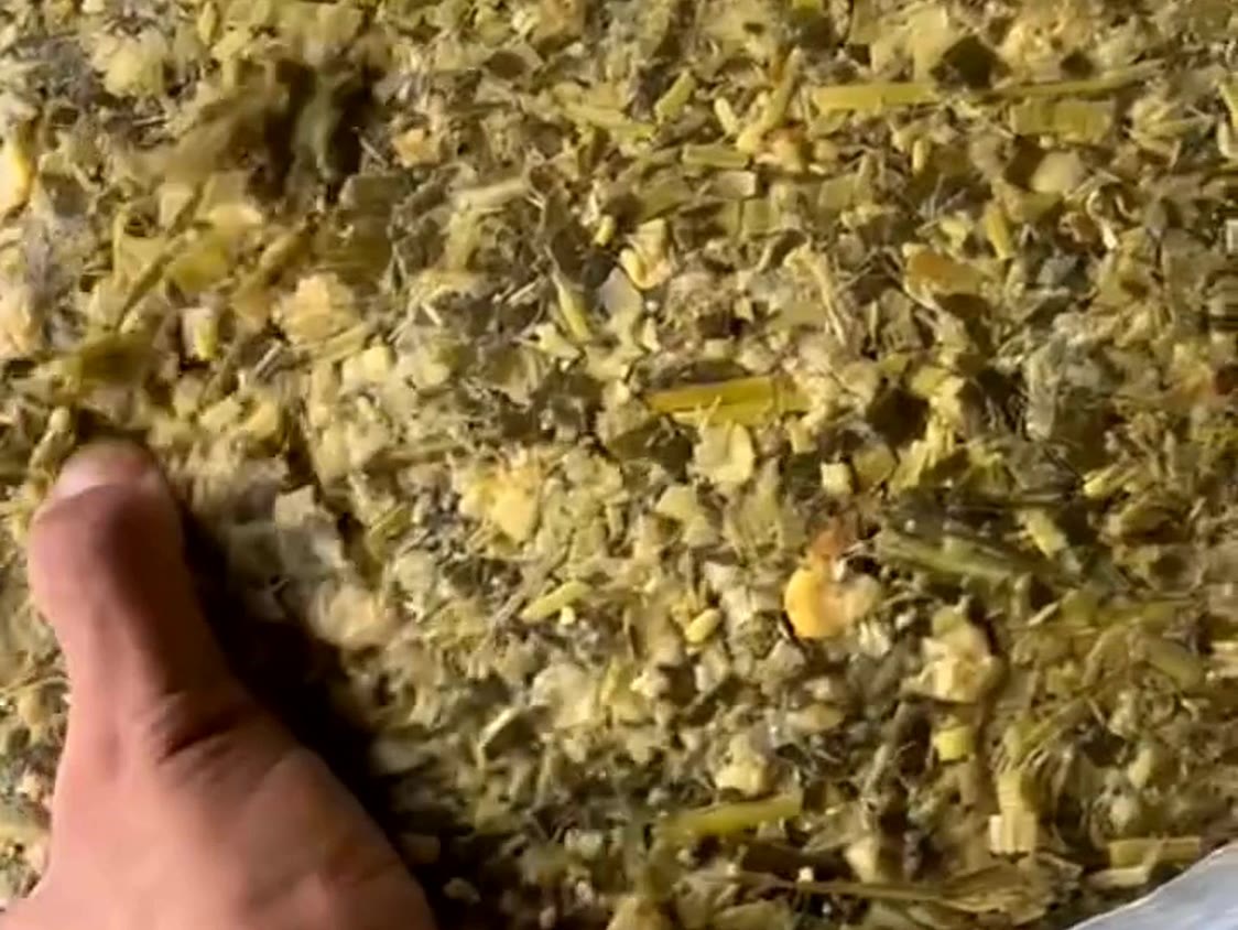 Finely chopped and crushed maize silage