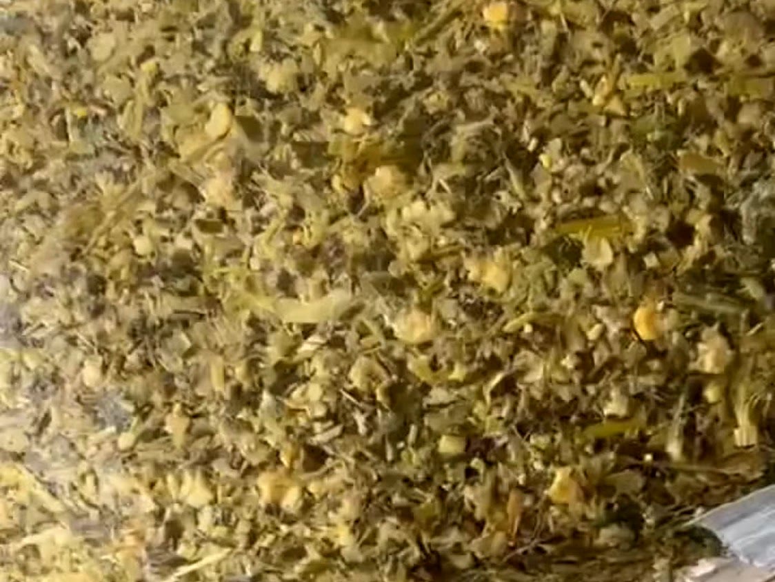Finely chopped fermented maize silage inside an opened bale