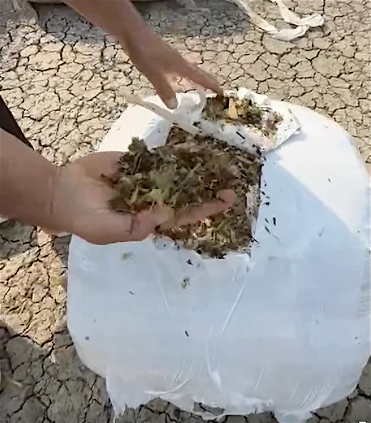 Fresh green-gold silage for dairy cows