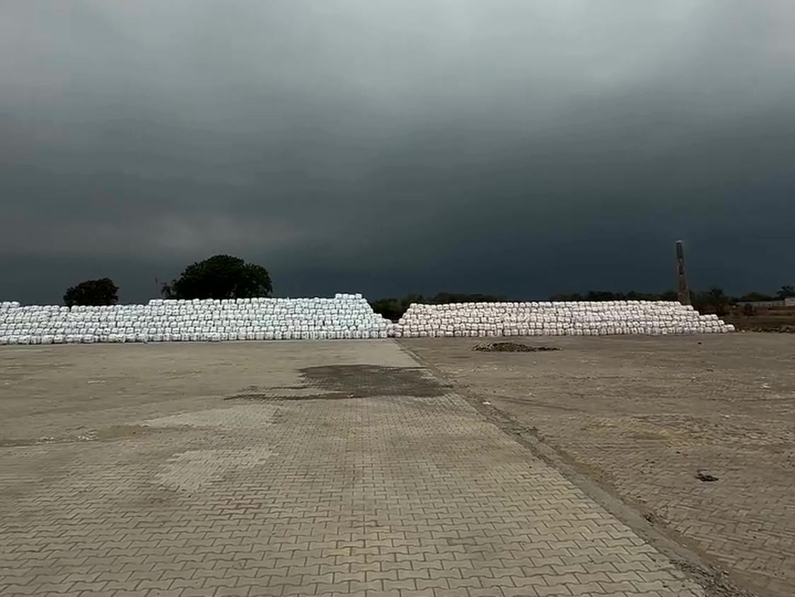Long rows of wrapped Sardar Silage bales stacked across the Bhadson yard under a monsoon sky